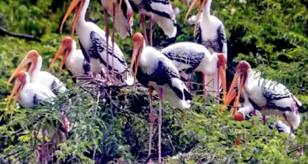 Herons at the Keoladeo Ghana National Park, formerly the Bharatpur Bird Sanctuary