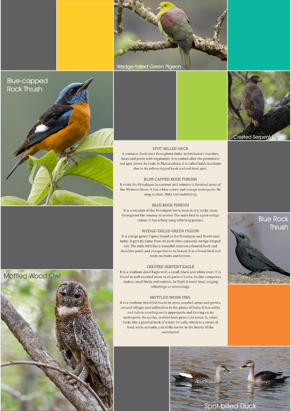 A collage of bird photographs taken by Manjula Mathur, an avid birder.