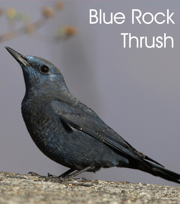 Blue Rock Thrush, photography by Manjula Mathur