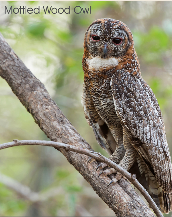 Mottled Wood Owl, photography by Manjula Mathur