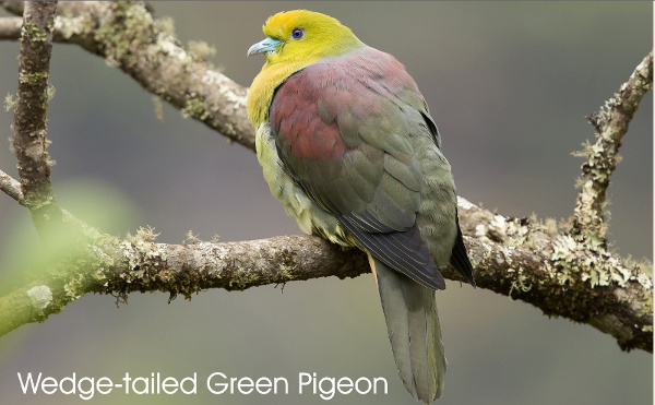 Wedge-tailed Green Pigeon, photography by Manjula Mathur