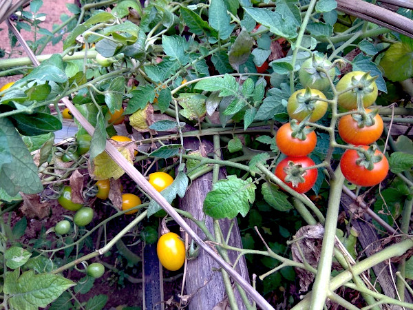 Cherry tomatoes and yellow tomatoes ripen in a vegetable garden bed.