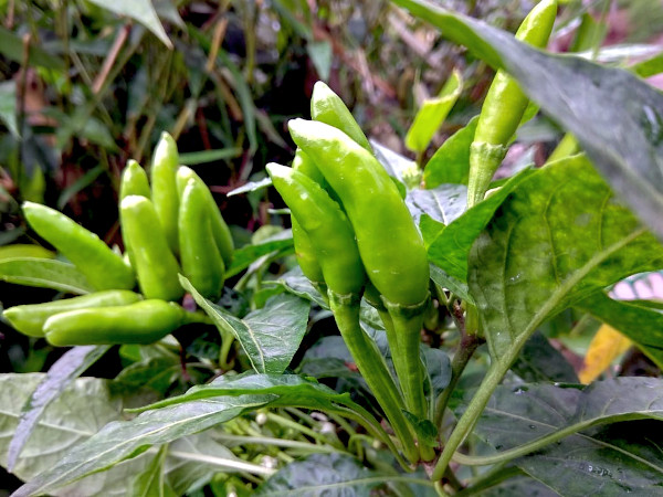 Thai green chillies.