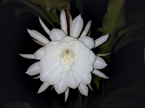 As night falls, the Star of Bethlehem or Brahma Kamal, starts to bloom and releases a powerful fragrance to help pollinators locate the pure white, star-like blossoms by moonlight.