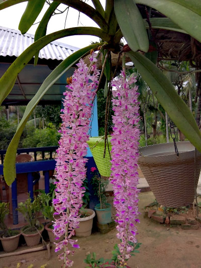 A foxtail orchid releases its spicy aroma on warm evenings.