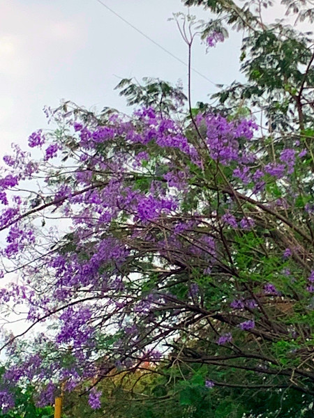 A blue jacaranda tree by the side of the road. 