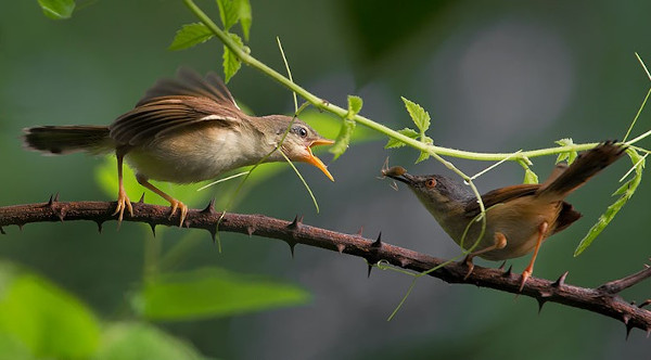 Ashy prinia feeding chicks. Photo taken by Vinod Goel.